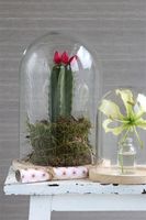 Bell jar wood base 17xH25cm Wit